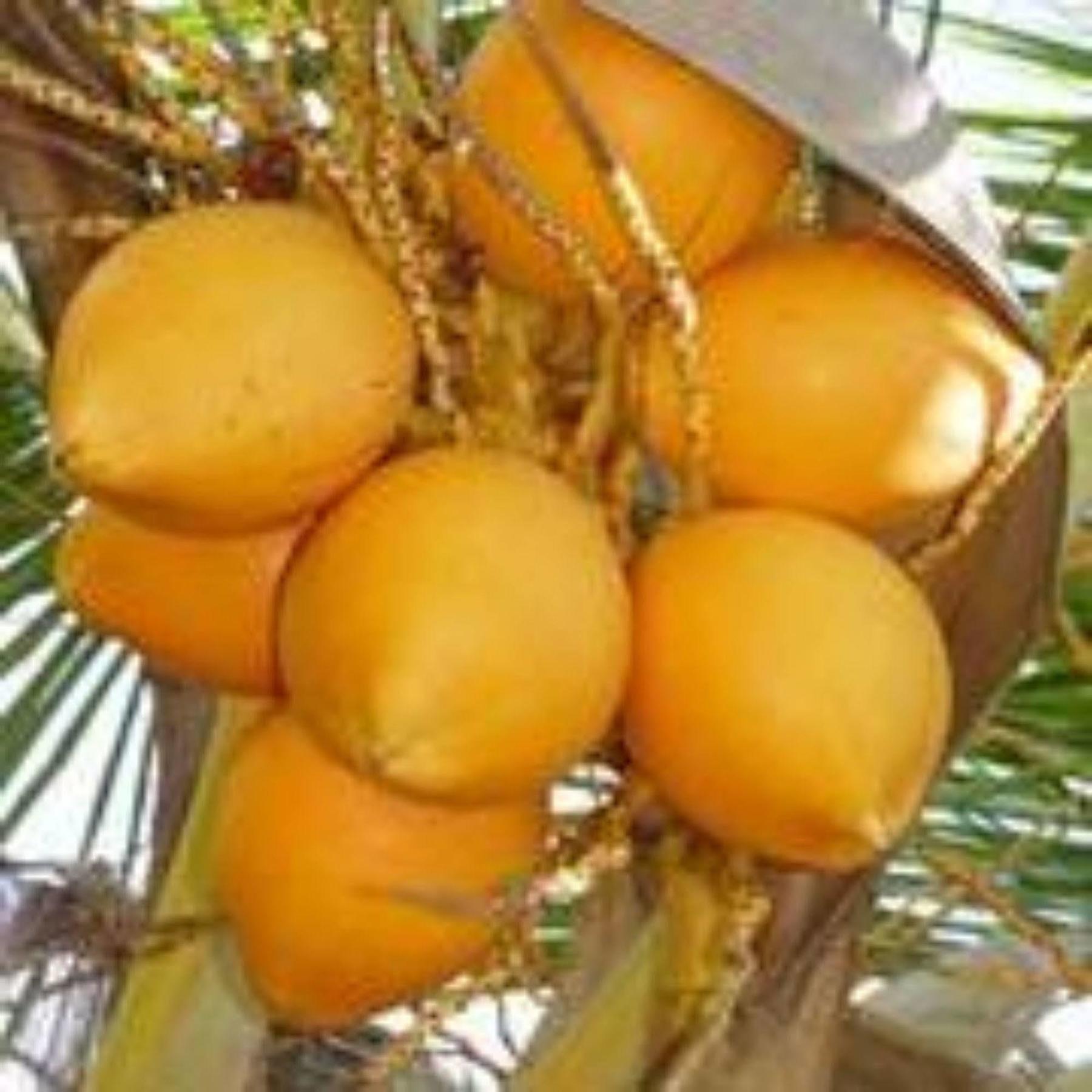 Masaaree Boutique Hotel Maafushi Εξωτερικό φωτογραφία