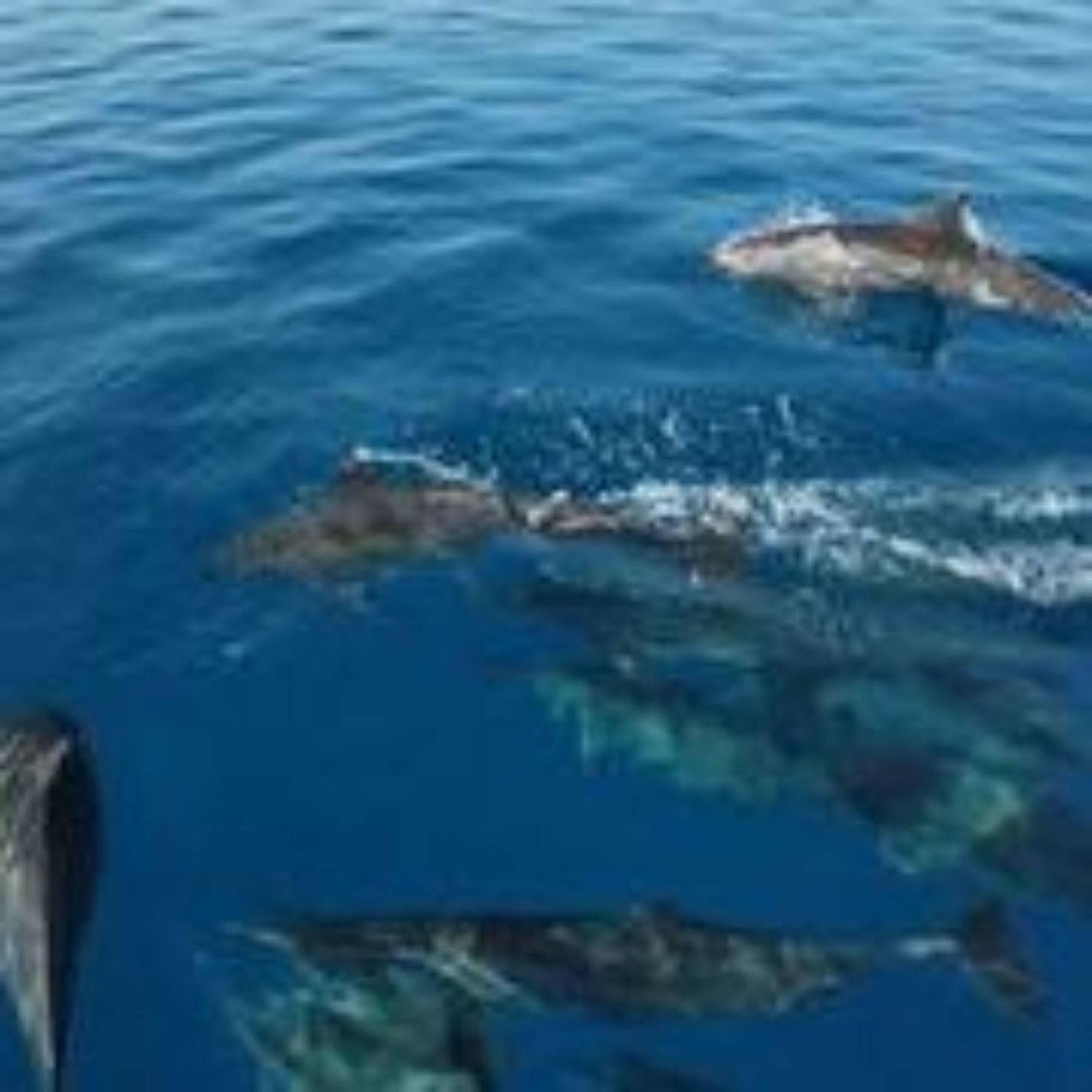 Masaaree Boutique Hotel Maafushi Εξωτερικό φωτογραφία